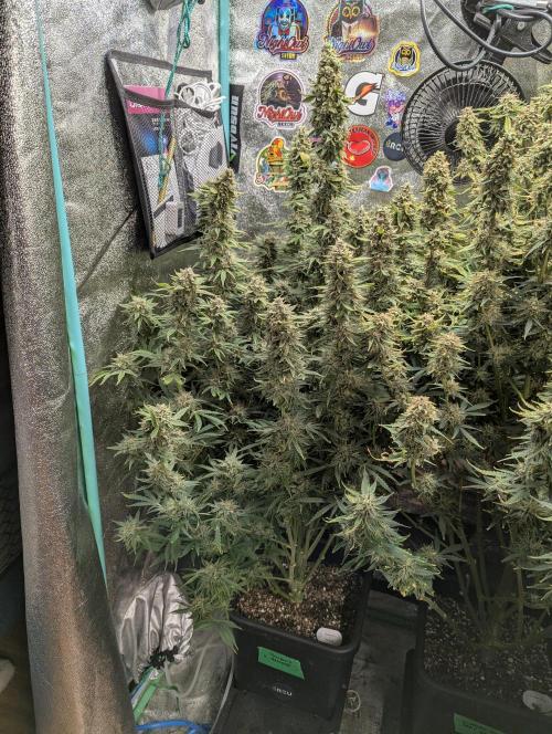 Rainambe - Harambe x Rainbow 6. Week 12 - Day 80