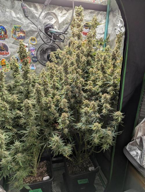 Gorilla Skunk- Harambe x Northern Skunk. Week 12 - Day 80