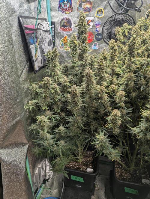 Rainambe - Harambe x Rainbow 6. Week 12 - Day 81