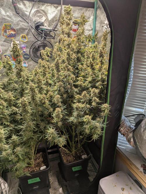 Gorilla Skunk- Harambe x Northern Skunk. Week 12 - Day 81