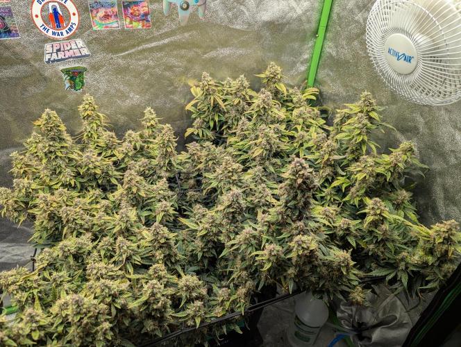 CBD Auto - Butterbean Birdseed. Week 10 - Day 65