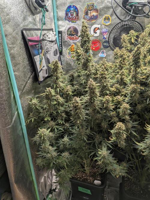 Rainambe - Harambe x Rainbow 6. Week 12 - Day 82