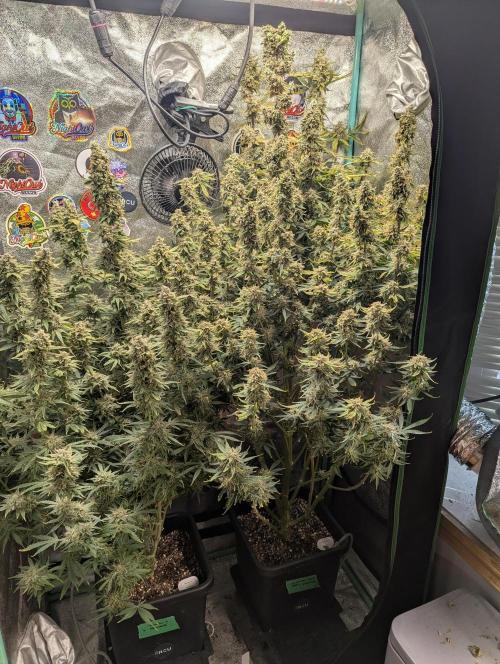 Gorilla Skunk- Harambe x Northern Skunk. Week 12 - Day 82