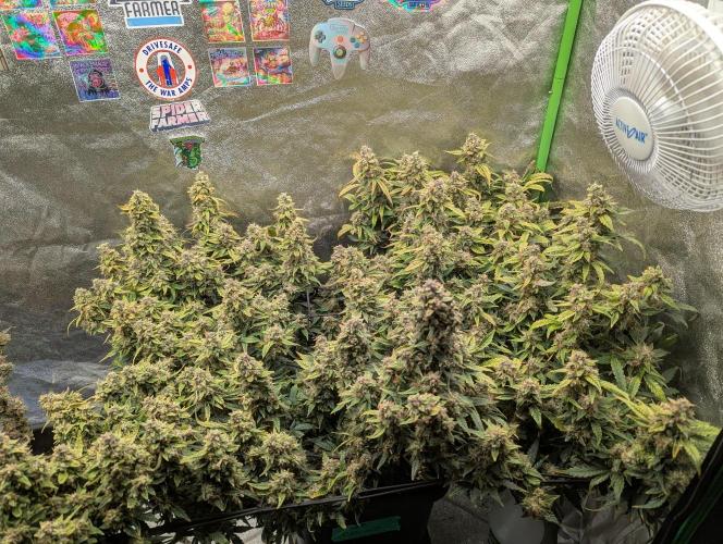 CBD Auto - Butterbean Birdseed. Week 10 - Day 66