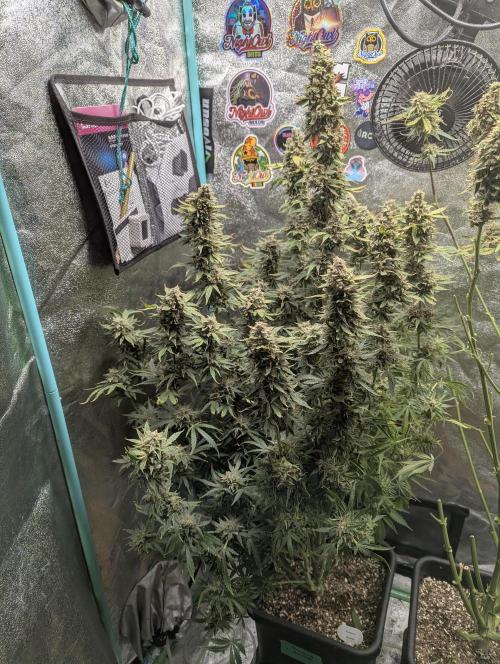 Rainambe - Harambe x Rainbow 6. Week 12 - Day 83