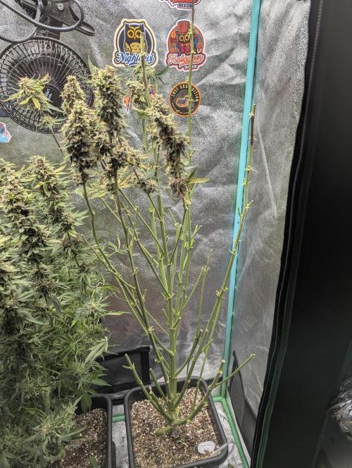 Gorilla Skunk- Harambe x Northern Skunk. Week 12 - Day 83 chop