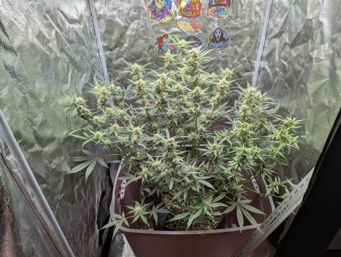 Grand Exchange  speedrun. Week 7 - Day 44