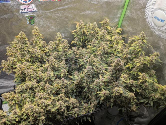 CBD Auto - Butterbean Birdseed. Week 10 - Day 67