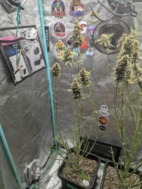 Rainambe - Harambe x Rainbow 6. Week 12 - Day 84