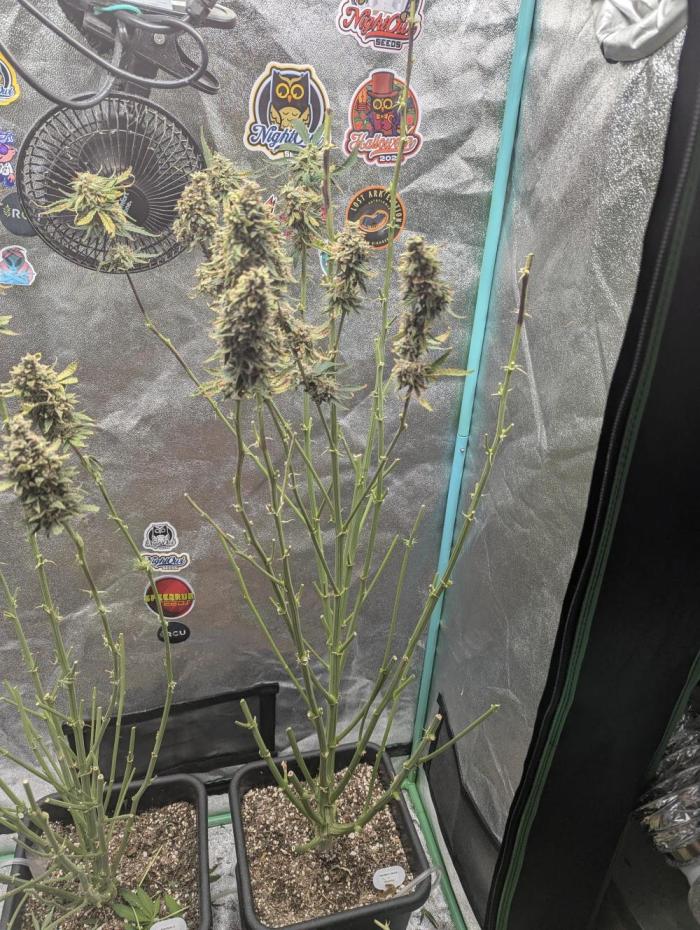 Gorilla Skunk- Harambe x Northern Skunk. Week 13 - Day 83 most of the plant was chopped