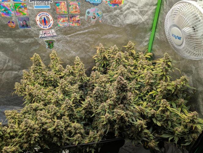 CBD Auto - Butterbean Birdseed. Week 10 - Day 68