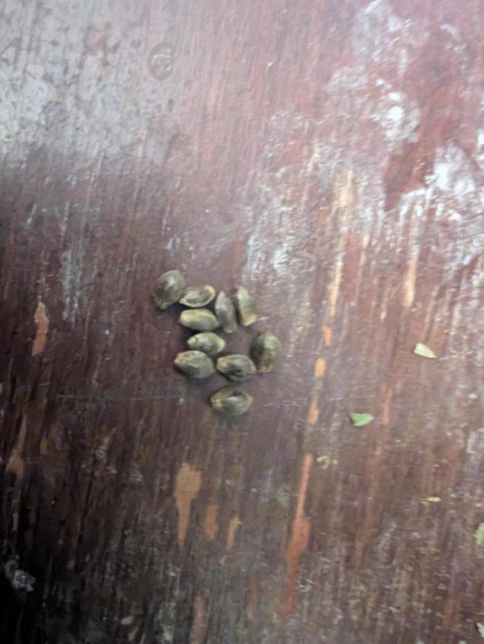 Rainambe - Harambe x Rainbow 6. Week 13