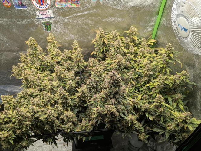 CBD Auto - Butterbean Birdseed. Week 11 - Day 69 chop day 