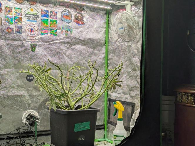 CBD Auto - Butterbean Birdseed. Week 11 - Chopped