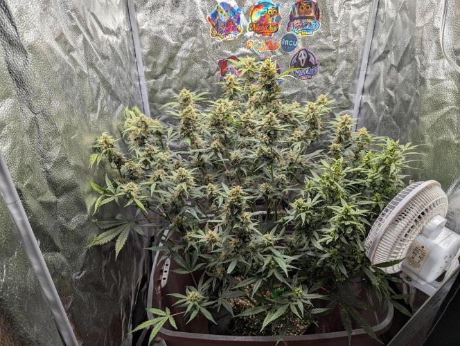 Grand Exchange  speedrun. Week 8 - Day 53 male flowers still