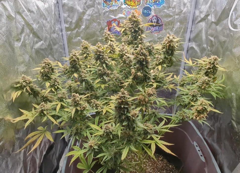 Grand Exchange  speedrun. Week 12 - Heavily seeded. Produced roughly 6500 seeds 