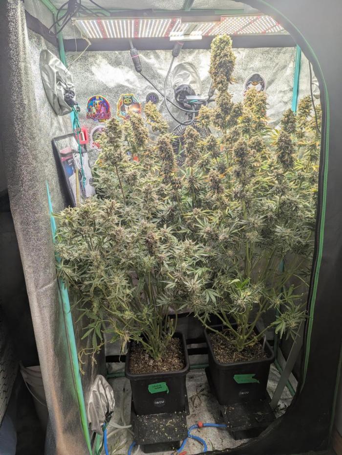Mephisto Double Grape Saint Ex CBD. Week 11