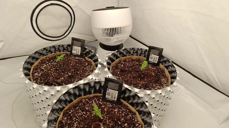 New FastBuds Strains