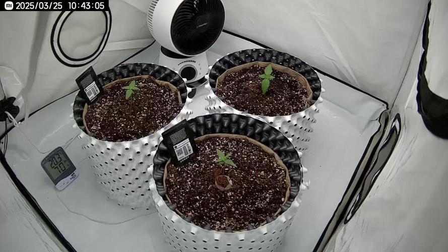 New FastBuds Strains