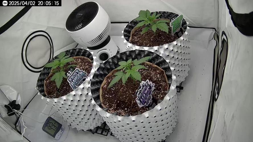 New FastBuds Strains