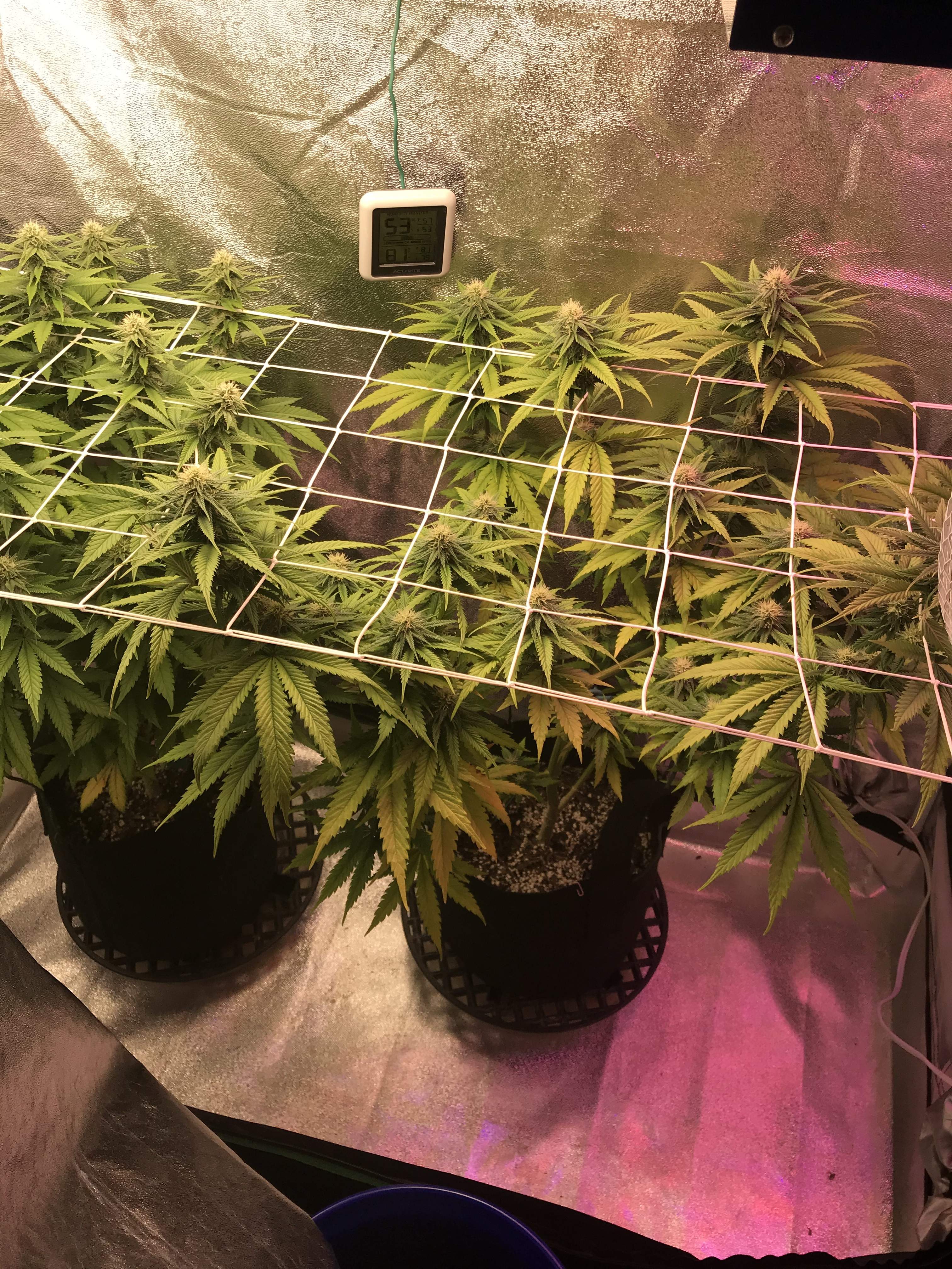 Godfather Og Dna Crew Grow Diary Journal Week11 By Peeman Growdiaries Godfather Og Dna Crew Grow Diary Journal Week11 By Peeman Growdiaries