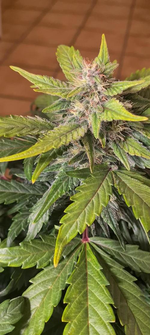 Amnesia Haze Auto