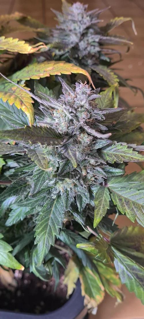 Amnesia Haze Auto