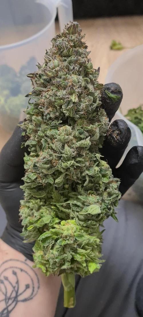 Amnesia Haze Auto