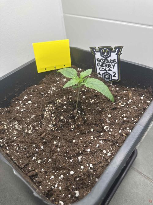 Cherry Cola RF3 - Fastbuds. Week 1 - day 10