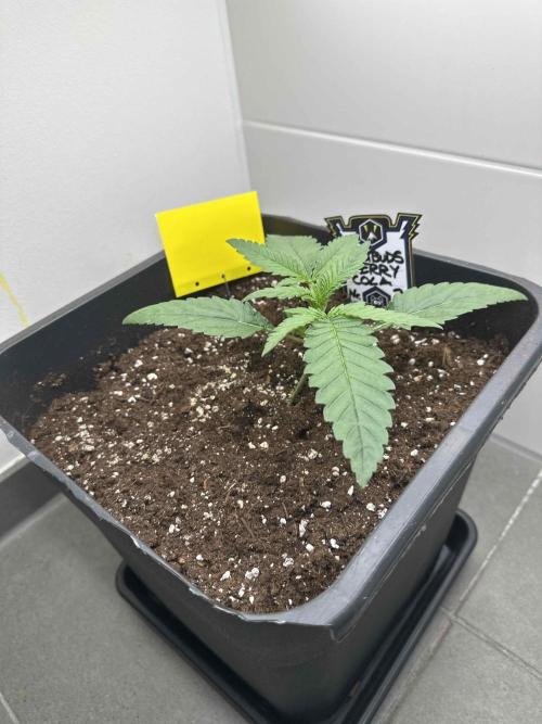 Cherry Cola RF3 - Fastbuds. Week 1 - day 14