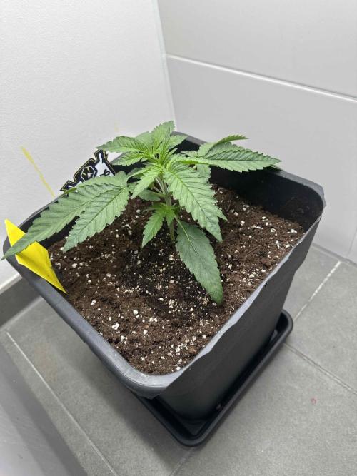 Cherry Cola RF3 - Fastbuds. Week 2 - day 16