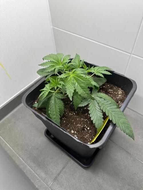 Cherry Cola RF3 - Fastbuds. Week 2 - day 19