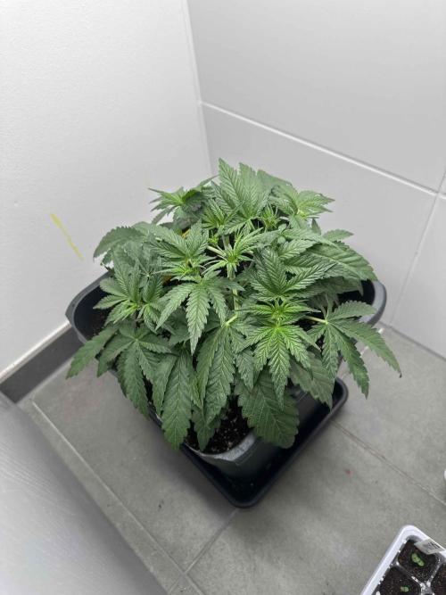 Cherry Cola RF3 - Fastbuds. Week 3 - day 23