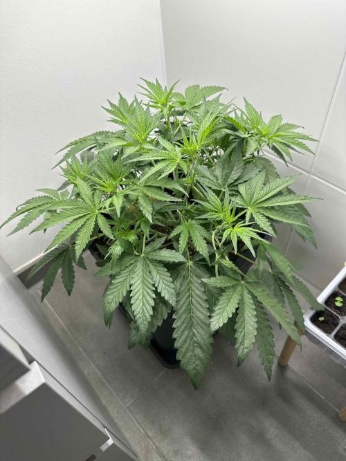 Cherry Cola RF3 - Fastbuds. Week 3 - day 28