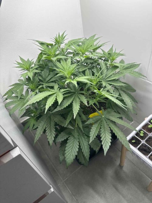 Cherry Cola RF3 - Fastbuds. Week 4 - day 29