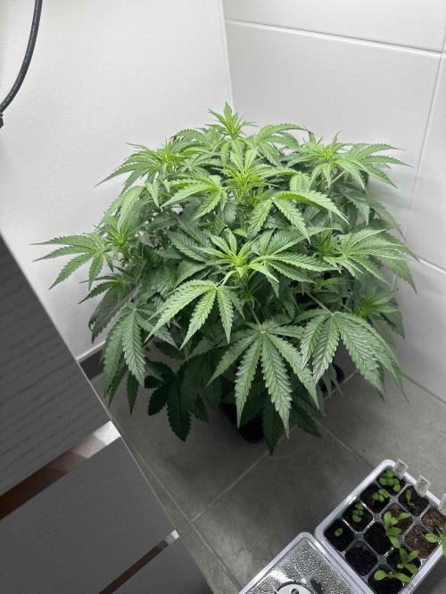 Cherry Cola RF3 - Fastbuds. Week 4 - day 31