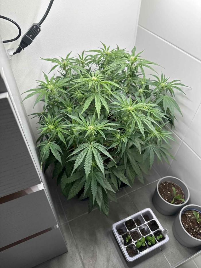 Cherry Cola RF3 - Fastbuds. Week 5 - day 35