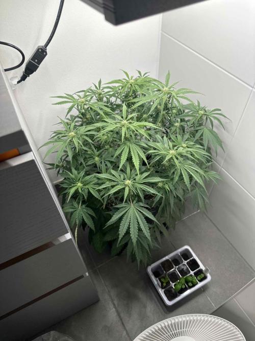 Cherry Cola RF3 - Fastbuds. Week 6 - day 37