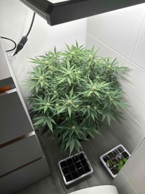 Cherry Cola RF3 - Fastbuds. Week 6 - day 40