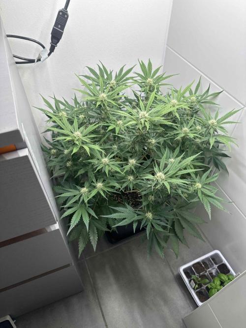 Cherry Cola RF3 - Fastbuds. Week 7 - day 43