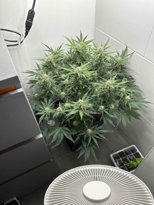 Cherry Cola RF3 - Fastbuds. Week 7 - day 49