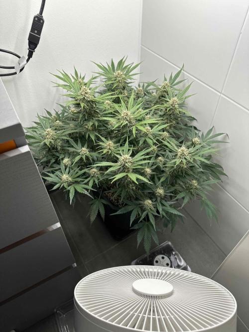 Cherry Cola RF3 - Fastbuds. Week 8 - day 53