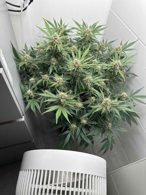 Cherry Cola RF3 - Fastbuds. Week 8 - day 55
