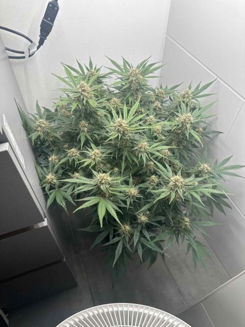 Cherry Cola RF3 - Fastbuds. Week 9 - day 57