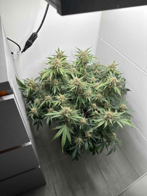 Cherry Cola RF3 - Fastbuds. Week 9 - day 61