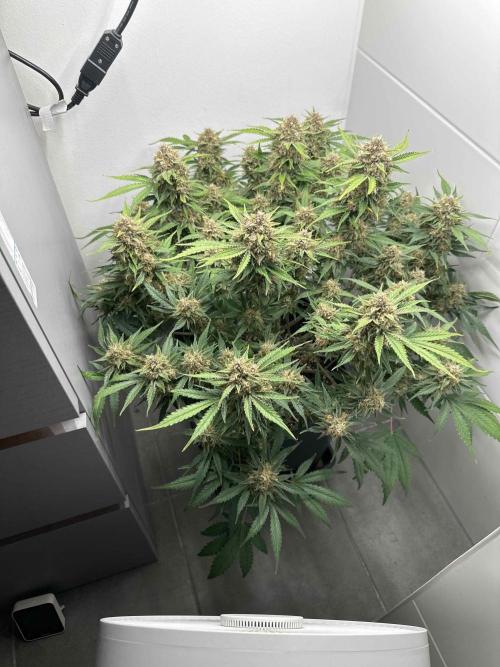 Cherry Cola RF3 - Fastbuds. Week 10 - day 65
