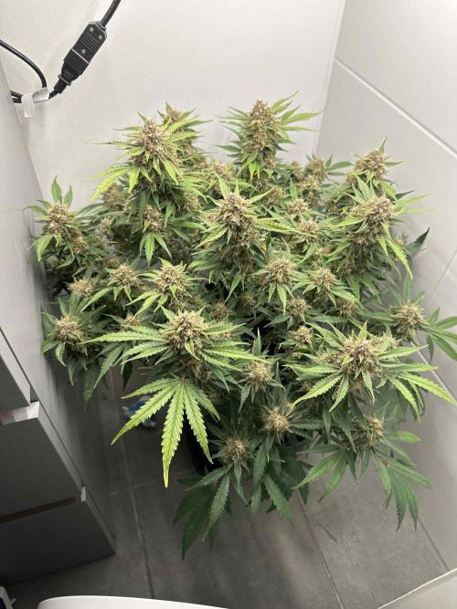 Cherry Cola RF3 - Fastbuds. Week 10 - day 67