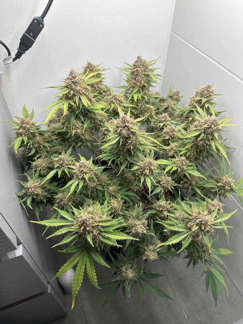 Cherry Cola RF3 - Fastbuds. Week 11 - day 74