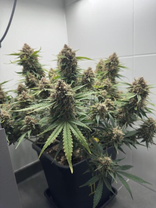Cherry Cola RF3 - Fastbuds. Week 11 - day 74