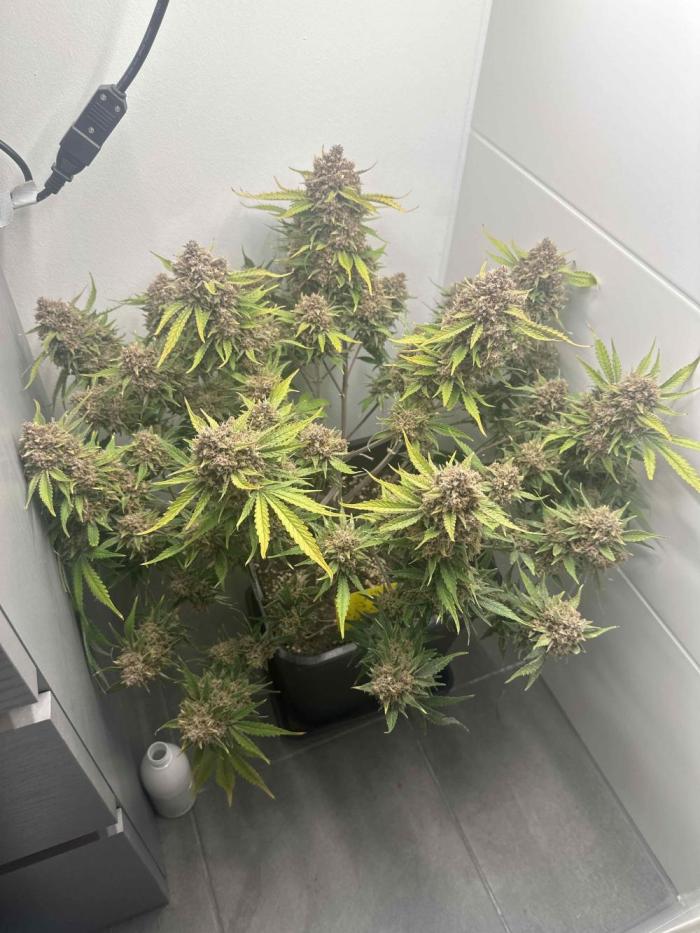 Cherry Cola RF3 - Fastbuds. Week 12 - day 79